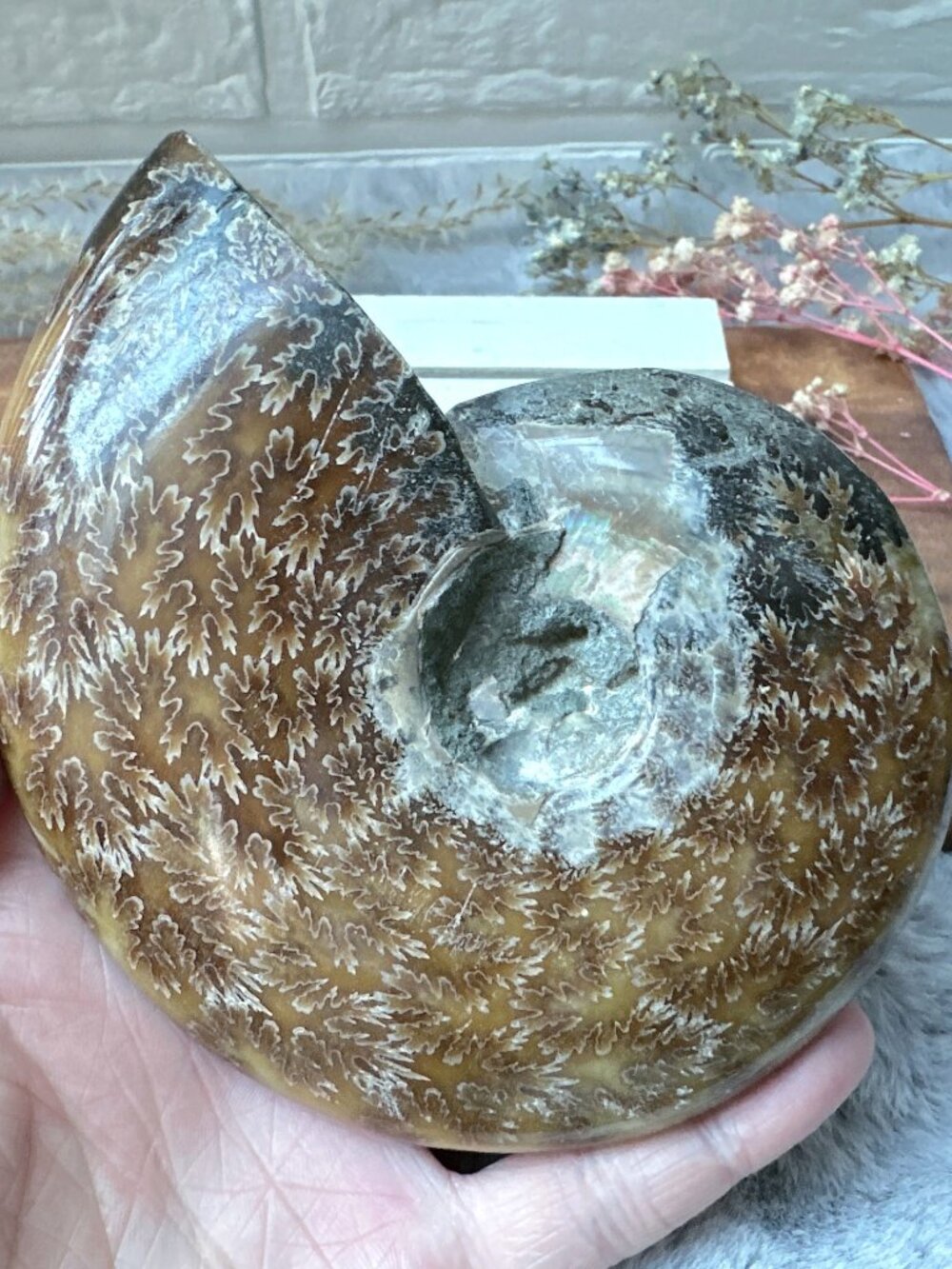Gorgeous Ammonite Fossil Specimen